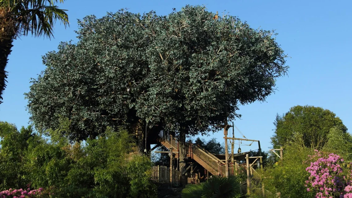 Диснейленд Париж аттракцион La Cabane Des Robinson