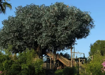 Диснейленд Париж аттракцион La Cabane Des Robinson